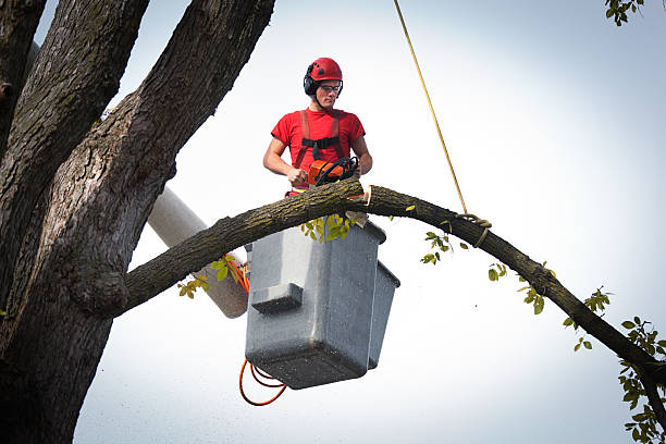 Tree Removal for Businesses in Perry, FL